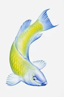 Images Dated 11th September 2008: Digital illustration of Parrotfish (Scarus), tropical reef fish