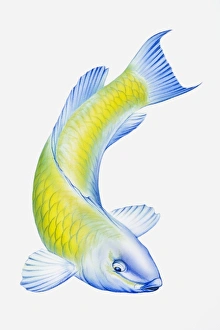 Images Dated 11th September 2008: Digital illustration of Parrotfish (Scarus), tropical reef fish