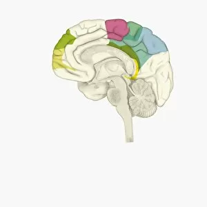 Images Dated 13th January 2010: Digital illustration of parts of human brain highlighted in shades of green, pink, blue, and yellow