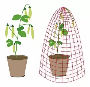 Digital illustration of pea plants in pot, one covered by protective net