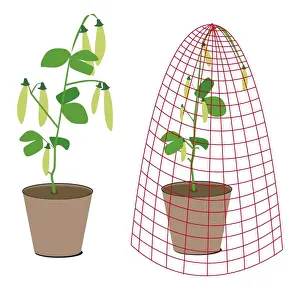 Plant Pot Prints: Digital illustration of pea plants in pot, one covered by protective net