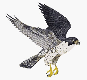 Images Dated 11th May 2010: Digital illustration of Peregrine Falcon (Falco peregrinus) in flight