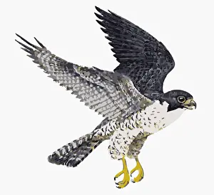 Spread Wings Prints: Digital illustration of Peregrine Falcon (Falco peregrinus) in flight
