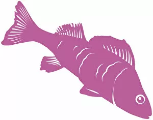 Images Dated 9th May 2011: Digital illustration of pink fish on white background
