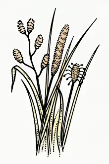 Cattail Prints: Digital illustration of pollinating flora causing allergy-related problems