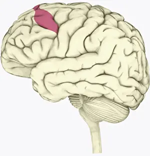 Intelligence Prints: Digital illustration of premotor cortex involved in decision making highlighted in pink in human brain