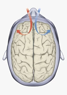 Anatomical Model Collection: Digital illustration of same side processing of smell from nostril to human brain