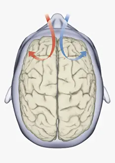 Anatomical Model Prints: Digital illustration of same side processing of smell from nostril to human brain