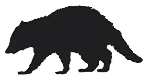 Raccoon Prints: Digital illustration of Racoon (Procyon lotor)