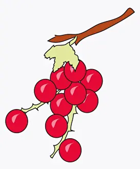 Red Currant Prints: Digital illustration of Redcurrants (Ribes rubrum) on thorny stem