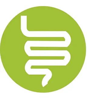 Human Intestine Prints: Digital illustration representing human intestine in green circle on white background