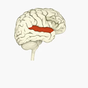 Brain Stem Collection: Digital illustration of right superior temporal sulcas, and anterior cingulate cortex highlighted