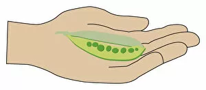 Digital illustration of ripe pea pod in palm of hand