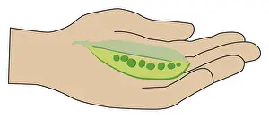 Green Pea Prints: Digital illustration of ripe pea pod in palm of hand