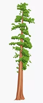 Images Dated 12th May 2010: Digital illustration of Sequoia sempervirens (Giant Redwood) tree