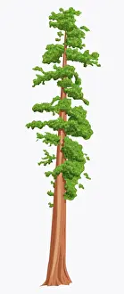 Tall High Prints: Digital illustration of Sequoia sempervirens (Giant Redwood) tree