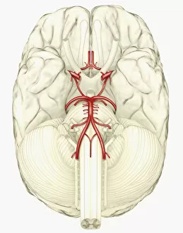 Digital illustration showing arteries in human brain