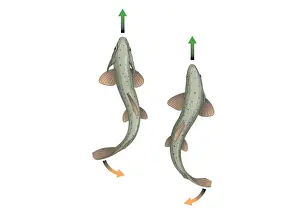 Coordination Prints: Digital illustration showing body propulsion of fish using tail and fin to generate sideways