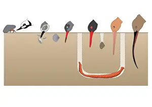 Pointed Prints: Digital illustration showing feeding strategies of birds and beak their shapes
