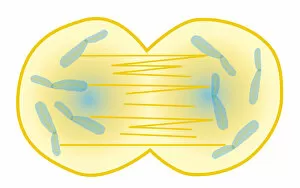 Digital illustration showing human cell division with chromosome making exact copy of itself and div