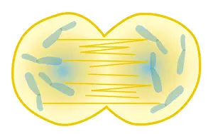 Digital illustration showing human cell division with chromosome making exact copy of itself and div