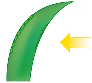 Shade Prints: Digital illustration showing leaf growing towards light with auxin on the shaded side of stem