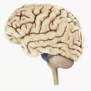 Digital illustration of showing left side of human brain