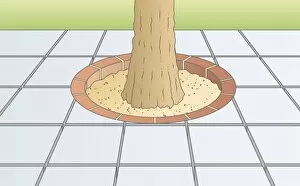 Images Dated 29th January 2009: Digital illustration showing paving stones arranged around base of tree