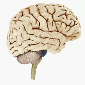 Digital illustration of showing right side human brain
