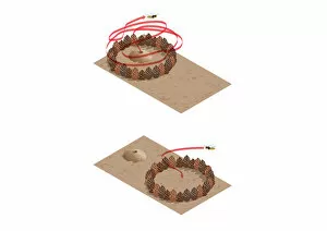 Images Dated 10th February 2009: Digital illustration showing spatial learning by digger and female wasps using pinecones to locate b