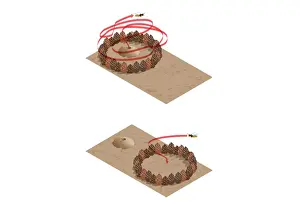 Wasp Prints: Digital illustration showing spatial learning by digger and female wasps using pinecones to locate b