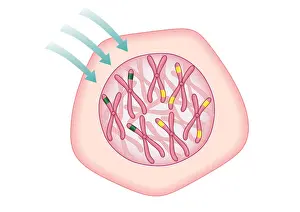 Cancer Prints: Digital illustration showing temporary cell damage to genes on chromosomes caused by an attacking carcinogen