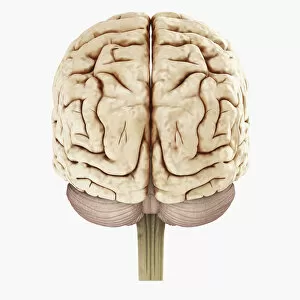Images Dated 5th January 2010: Digital illustration of showing back view of human brain