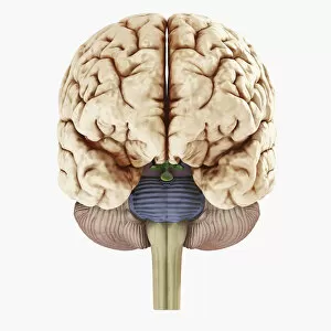 Images Dated 5th January 2010: Digital illustration of showing front view of human brain