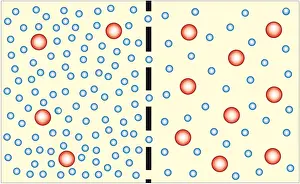 Comparison Prints: Digital illustration showing water travelling from less concentrated solution through semi-permeable membrane to more