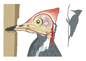 Wood Prints: Digital illustration showing woodpeckers shock absorbers connecting chisel shaped beak to skull by
