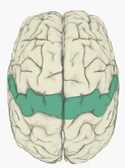 Anatomical Model Collection: Digital illustration of somatosensory cortex in human brain highlighted in blue