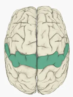 Anatomical Model Prints: Digital illustration of somatosensory cortex in human brain highlighted in blue
