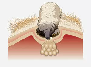 Young Animal Gallery: Digital illustration of Spiny Anteater (Echidna) puggle sucking from pores on milk patch in pouch