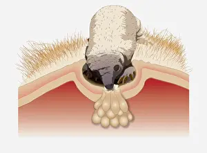 Milk Prints: Digital illustration of Spiny Anteater (Echidna) puggle sucking from pores on milk patch in pouch