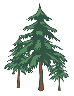 Picea Prints: Digital illustration of spruce trees