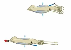 Images Dated 10th February 2009: Digital illustration of squid drawing water into mantle cavity using muscles to expand and contract