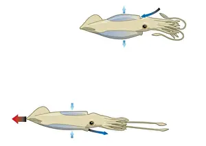 Mantle Prints: Digital illustration of squid drawing water into mantle cavity using muscles to expand and contract
