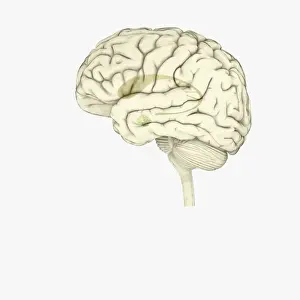 Cerebellum Prints: Digital illustration of striatum and amygdala highlighted in human brain