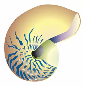 Digital illustration of striped shell