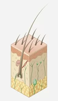 Digital illustration of structure of human skin