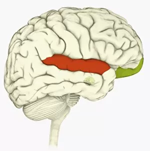 Digital illustration of superior temporal sulcas (red), orbitofrontal cortex and amygdala (green), in human brain