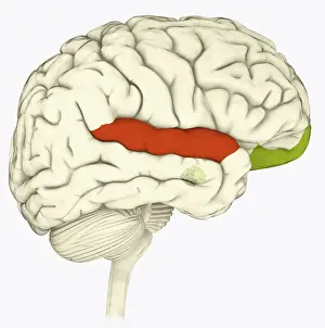 Prints of Digital illustration of superior temporal sulcas (red), orbitofrontal cortex and amygdala (green), in human brain The Human Brain Prints: Digital illustration of superior temporal sulcas (red)