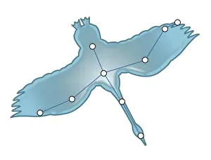 Swan Prints: Digital illustration of a swan in flight representing the Cygnus constellation