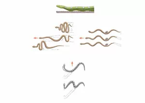 Digital illustration of terrestrial snake locomotion including lateral undulation, sidewinding, concertina, rectilinear